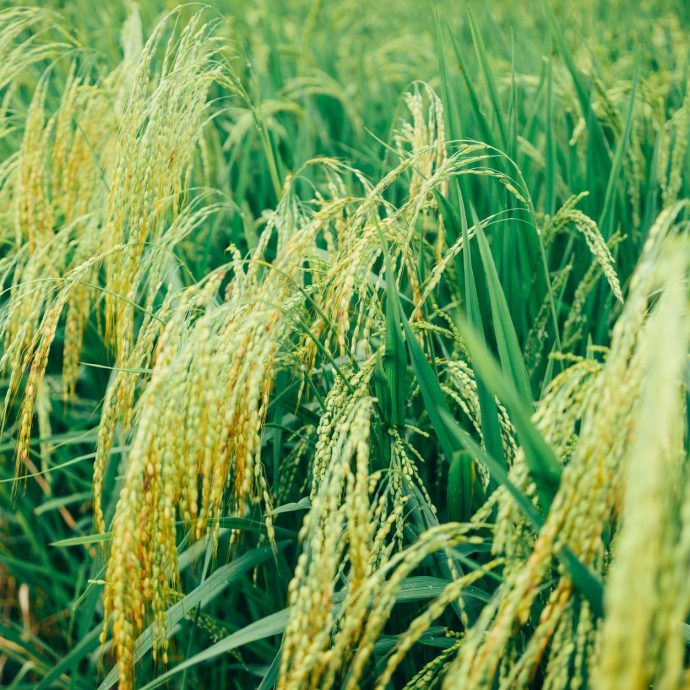 Parama investicijoms į žemės ūkio produktų perdirbimą, rinkodarą ir (arba) plėtrą (ankštinių ir baltyminių augalų perdirbimas bei kitų žemės ūkio produktų perdirbimas)